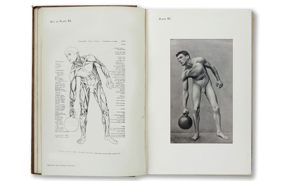 pagina 382 del libro a handbook of anatomy for art students