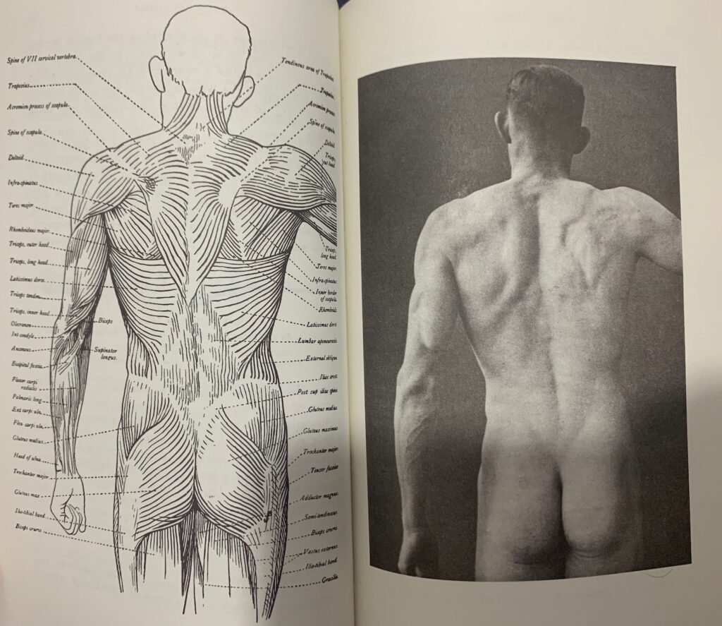 Foto de modelo anatomico, parte posterior do corpo humano del libro de Sr Arthur Thomson.