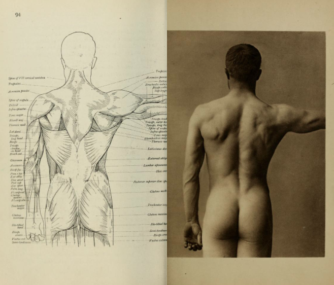 Foto de modelo anatomico, parte posterior do corpo humano