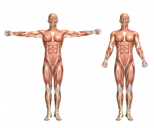 cuerpo humano