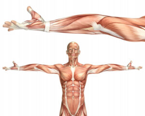 Músculos sin sarcopenia